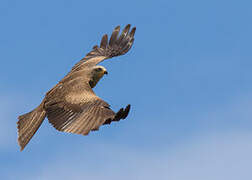 Black Kite