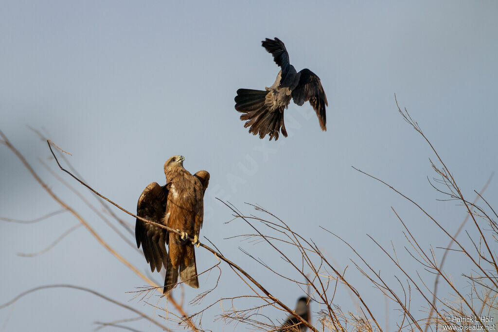 Black Kite