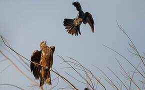 Black Kite