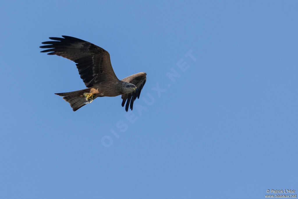 Black Kite