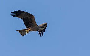 Black Kite