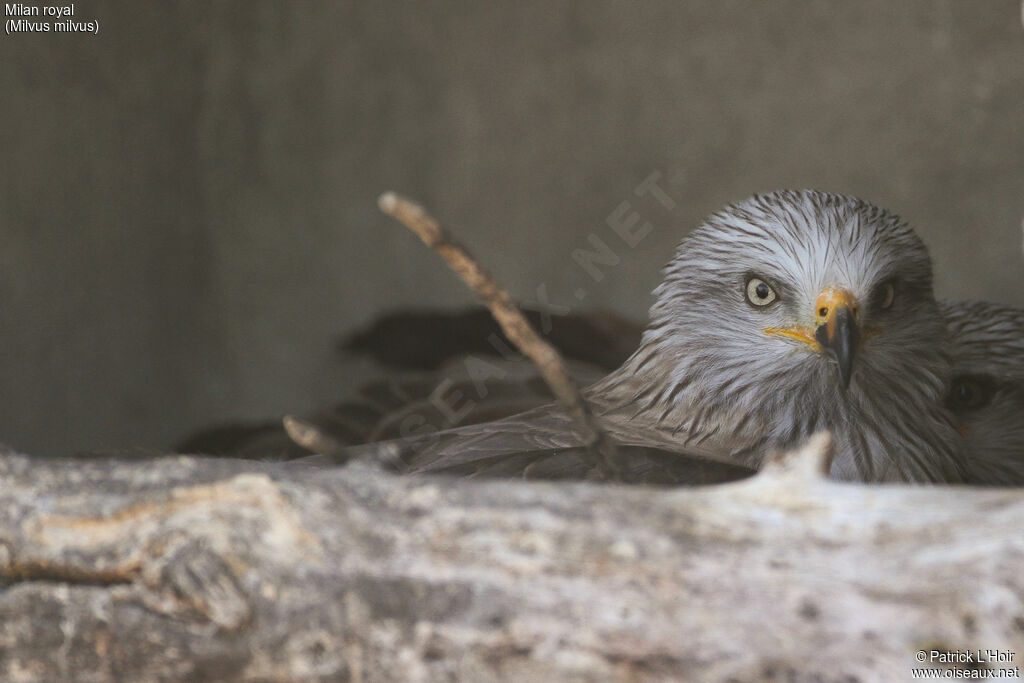 Red Kite, Reproduction-nesting