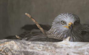 Red Kite