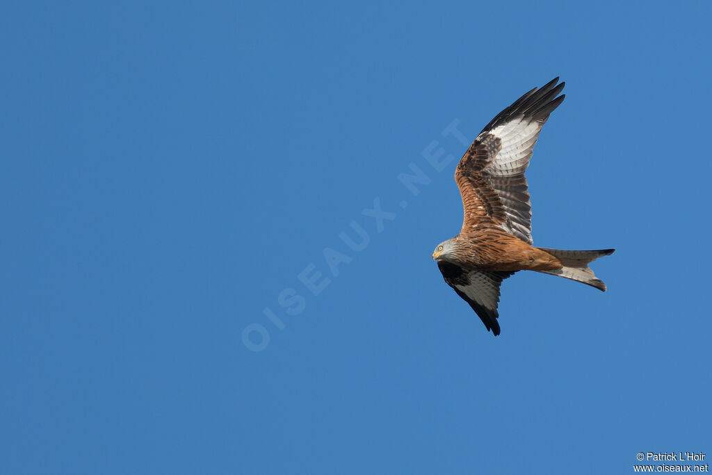 Red Kiteadult, Flight