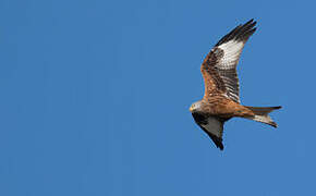 Red Kite