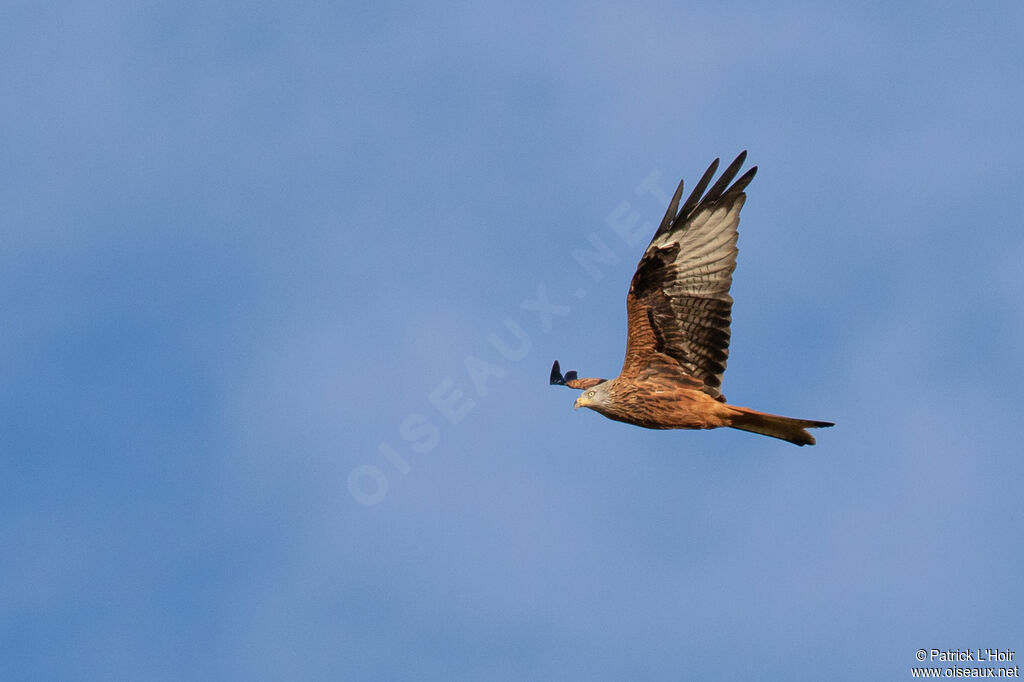 Red Kite