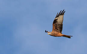 Red Kite