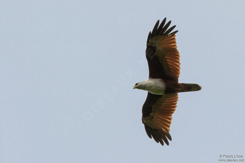 Brahminy Kite