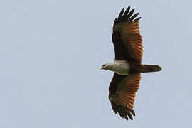 Brahminy Kite