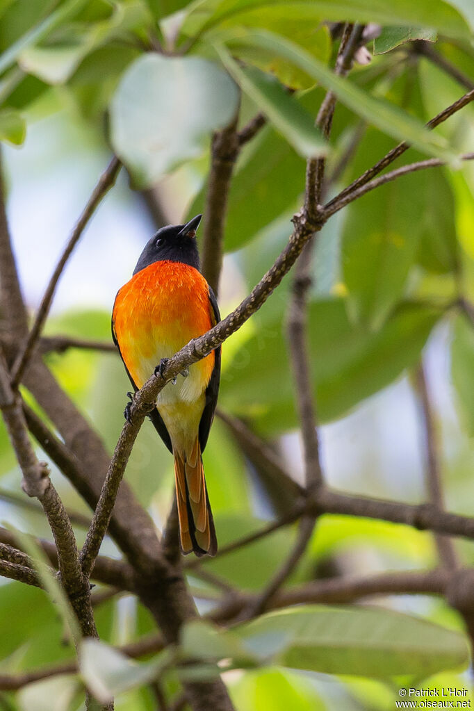 Minivet oranor