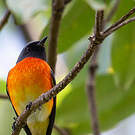 Minivet oranor
