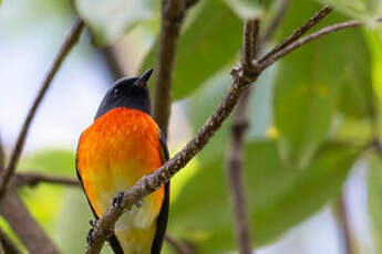 Minivet oranor