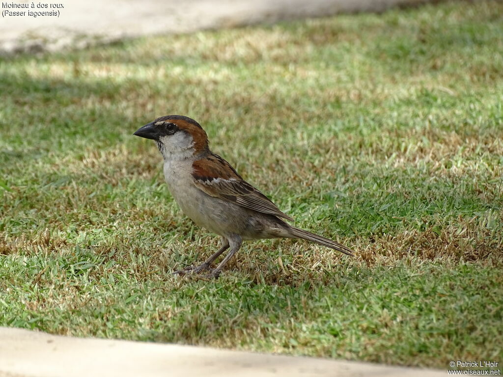 Moineau à dos roux mâle adulte nuptial