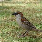 Moineau à dos roux