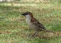 Moineau à dos roux