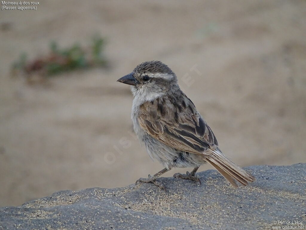 Moineau à dos roux femelle adulte