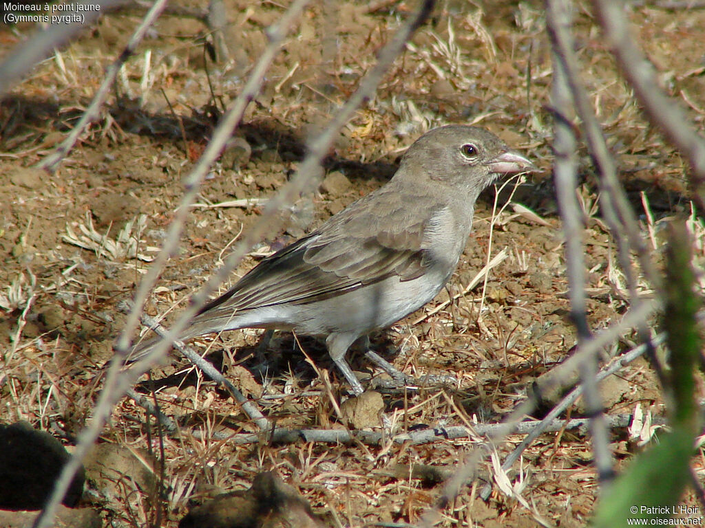 Yellow-spotted Bush Sparrow