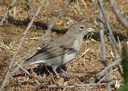 Yellow-spotted Bush Sparrow