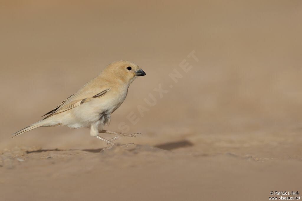 Moineau blanc femelle adulte