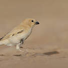 Moineau blanc