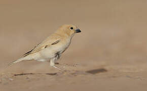 Desert Sparrow