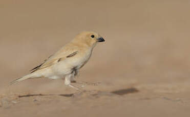 Moineau blanc