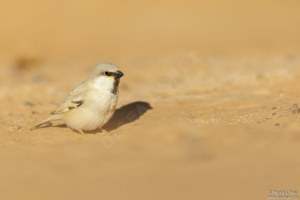 Moineau blanc mâle adulte