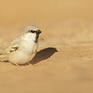 Moineau blanc