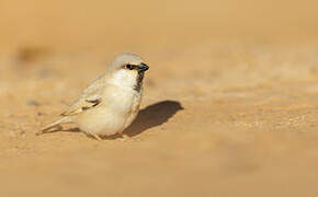 Desert Sparrow