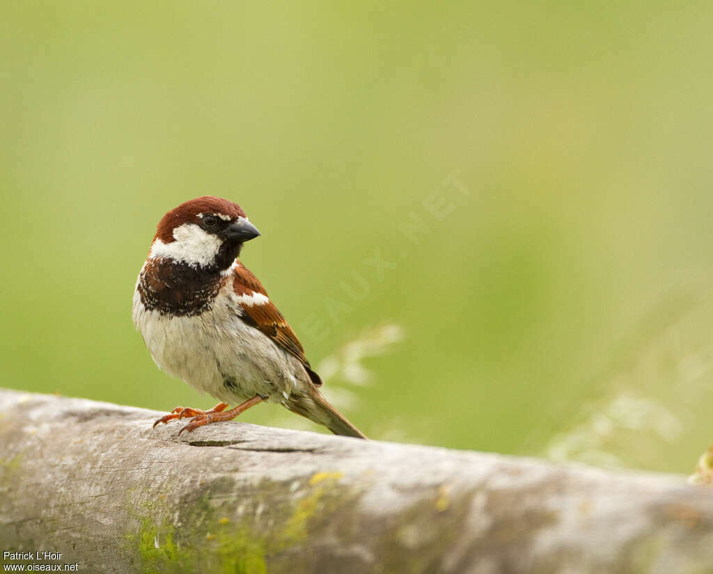 Italian Sparrow male adult breeding, close-up portrait