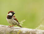 Moineau cisalpin