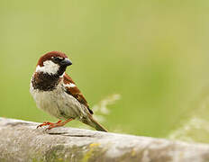 Italian Sparrow