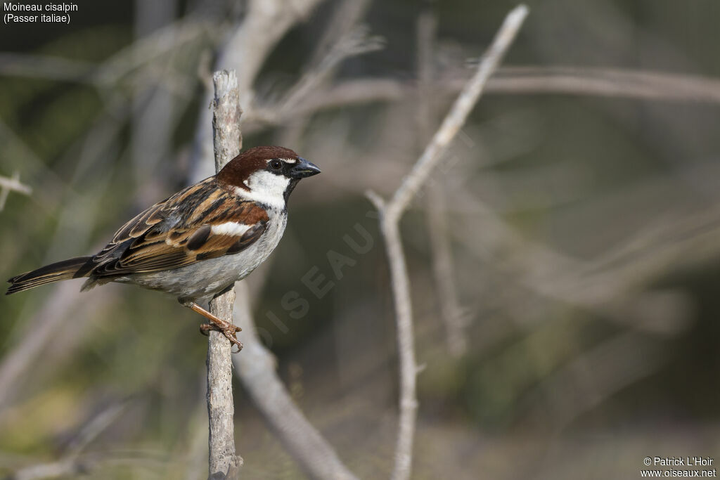 Italian Sparrow male adult, close-up portrait