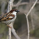 Moineau cisalpin
