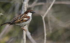 Italian Sparrow