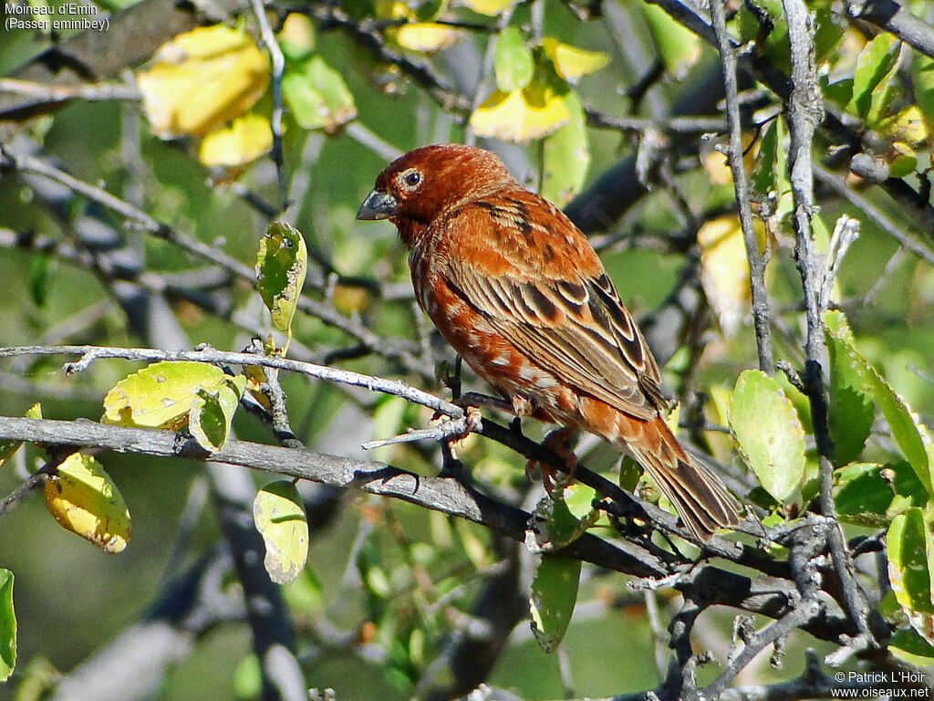 Chestnut Sparrow