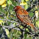 Moineau d'Emin