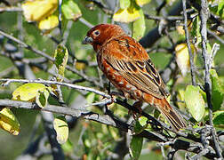 Chestnut Sparrow