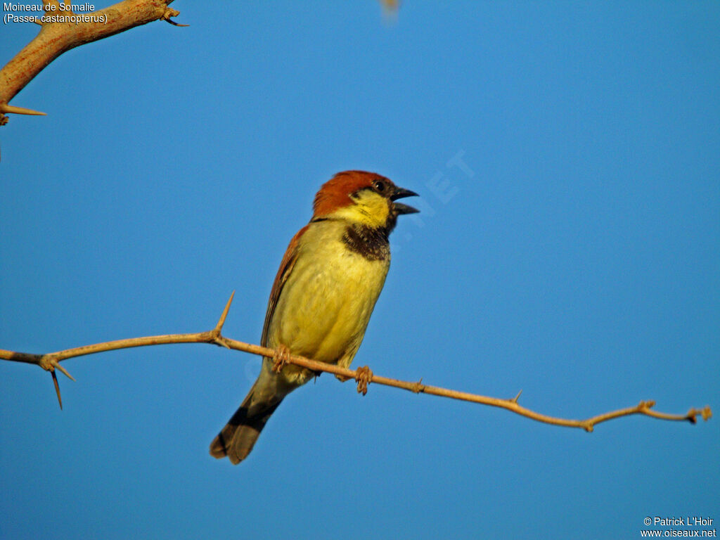 Moineau de Somalie