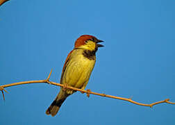 Moineau de Somalie