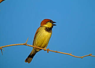 Moineau de Somalie