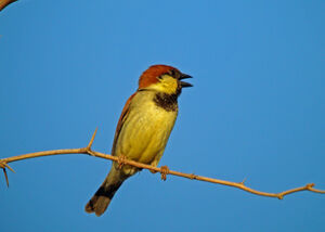 Moineau de Somalie