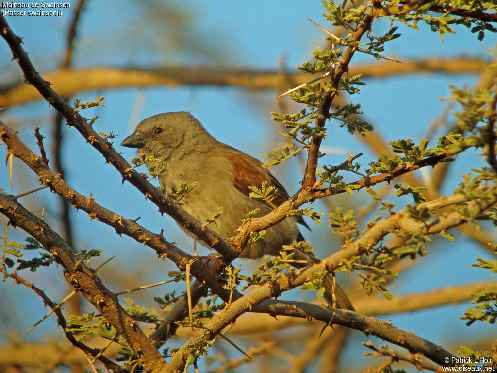 Swainson's Sparrow