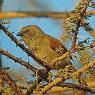 Moineau de Swainson