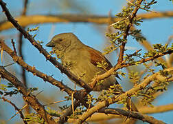 Moineau de Swainson