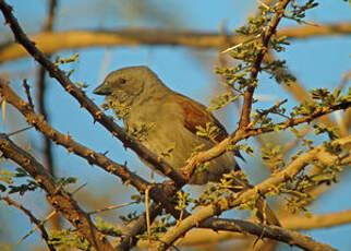 Moineau de Swainson