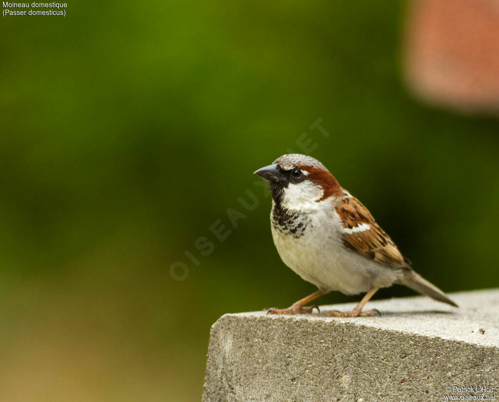 Moineau domestique mâle adulte