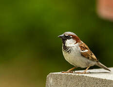 House Sparrow