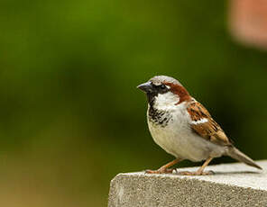 Moineau domestique