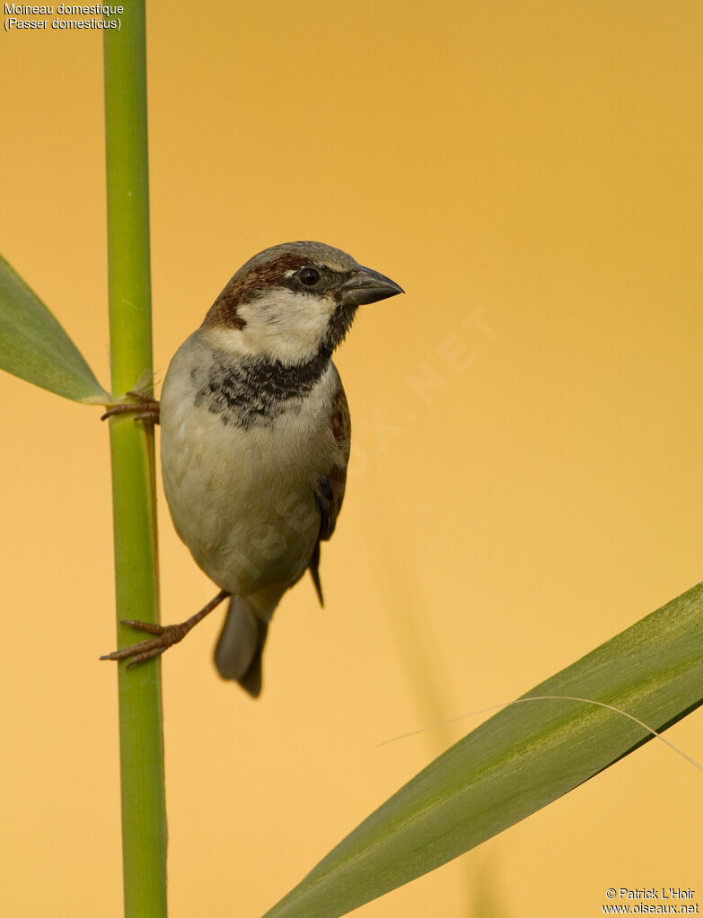 Moineau domestique mâle adulte